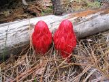 Snow plant (Sarcodes sanguinea)