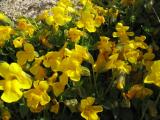 Mountain Monkey Flower (Mimulus tilingii)