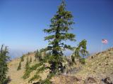 Lake Mtn foxtail and flag