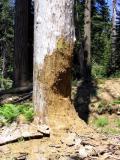 Large ponderosa pine snag eroded by land slide in 1997