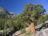 Mountain juniper in Ansel Adams wilderness