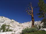 Lodgepole pine snag near Big Pete meadow