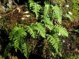 Ferns