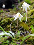 Trout lily (Erythronium revoltum)