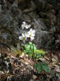 Milkmaid (Cardamine californica)