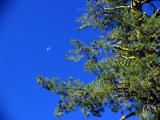 Moon, sky, tree