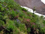 Trailside flowers