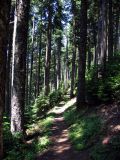PCT trail thru the trees near Mt Hood