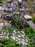 Phlox along the trail