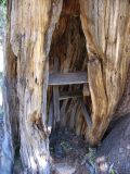 Cupboard built into the hollow of a foxtail pine