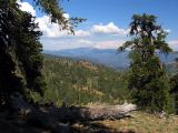 Mt Shasta framed by foxtail pines