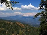 Mt Shasta framed by foxtail pines