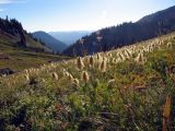 A field of furry flower heads