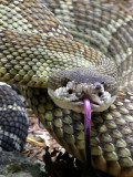 Timber Rattler face to face!!