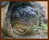 turtle-snapping 9-17-08 4d374b.JPG