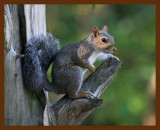 gray-squirrel 9-19-08 4d440b.JPG