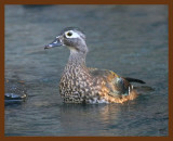 wood-duck 10-23-08 4d226b.JPG
