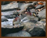 wood-ducks 11-2-08 4d029b.JPG