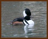 hooded-merganser 11-15-08 4d727b.JPG