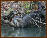 river otter 11-19-08 4d220b.JPG