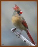 cardinal 12-8-08 4d425b.JPG