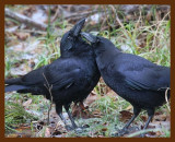 crows 12-16-08 4d849b.JPG