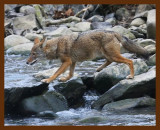 coyote 1-23-09 4d751b.JPG