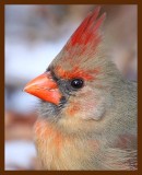 cardinal 1-29-09 4d153b.JPG