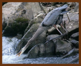 heron-great blue 2-2-09 4d888b.JPG