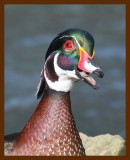 wood-duck 2-23-09 4d976b.JPG