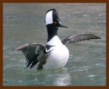 hooded merganser 2-27-09 4d630b.JPG