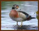 wood-duck 4-17-09 4d046b.JPG