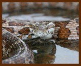 ratsnake-great-plains 5-1-09 4d547b.JPG