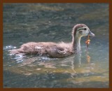 wood duck-young 6-9-09 4d457b.JPG