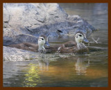 wood duck-young 6-8-09 4d241b.JPG