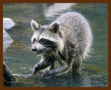 raccoon 6-8-09 4d173b.JPG