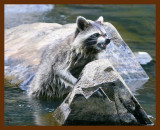 raccoon 6-8-09 4d097b.JPG