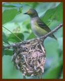 white-eyed vireo 6-15-09 4d922b.JPG