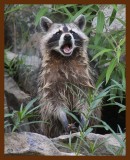raccoon 6-30-09 4d970b.JPG