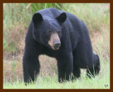 black bear 7-21-09 4d241b.jpg