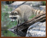 raccoon-young 7-7-09 4d271b.jpg