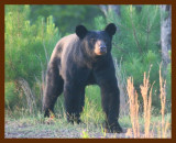 black bear 7-24-09 4d286b.JPG
