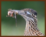roadrunner-greater 7-26-09 4d120b.JPG