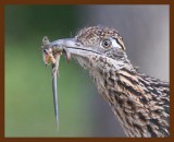 roadrunner-greater 7-26-09 4d913b.JPG