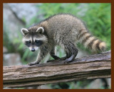 raccoon-young 7-7-09 4d302b.JPG