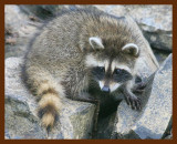 raccoon-young 7-8-09 4d614b.JPG