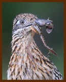 roadrunner-greater 7-29-09 4d647b.JPG
