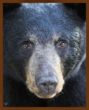 black bear 7-19-09 4d750c1b.jpg