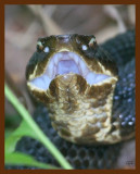 cottonmouth 8-30-09 4d452b.JPG