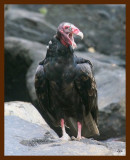 turkey vulture 8-28-09 4d375b.JPG
